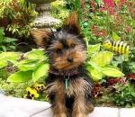 puppy.